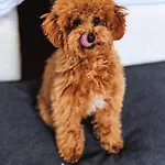 Amadria Park Agava Hotel 4*