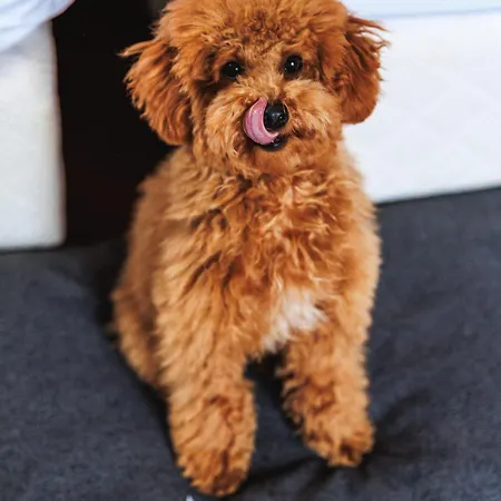 Amadria Park Agava 호텔 4*