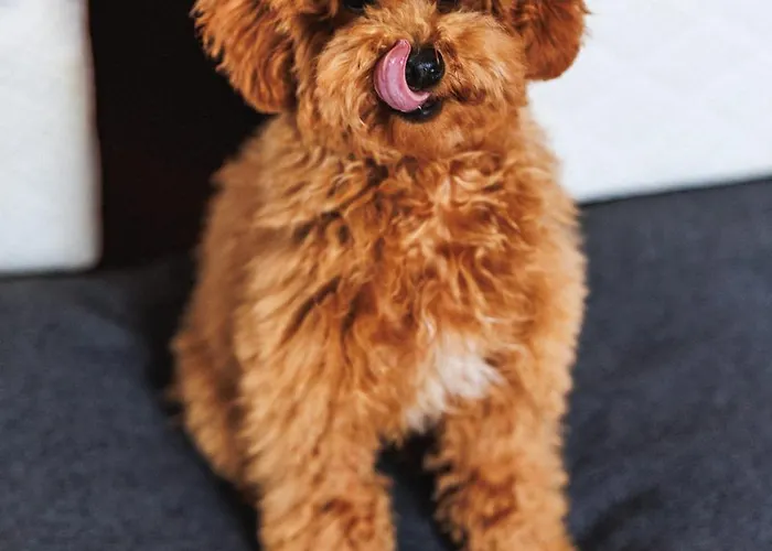 Amadria Park Agava Hotel 4*